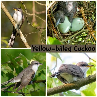 Yellow-billed Cuckoo